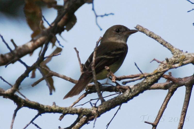 Willow Alder Flycatcher .jpg